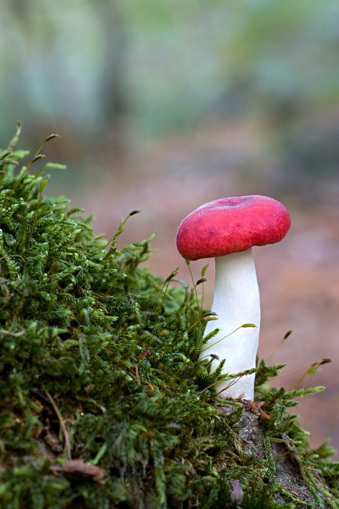 paddenstoel paddenstoelen paddestoel paddestoelen schimmel zwam schimmels zwammen hdr paddo paddos champignon champignons herfst najaar